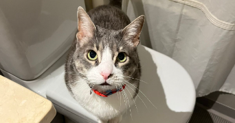 sofia pet sitter à BAGNOLET 93170_3