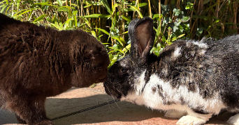 faustine pet sitter à HANCHES 28130_2