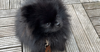 camille pet sitter à Courbevoie 92400_7