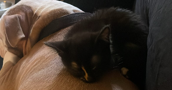maëlle pet sitter à NOISY LE GRAND 93160_3
