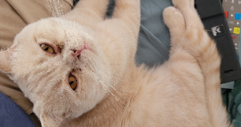 clothilde pet sitter à SALEUX 80480_4