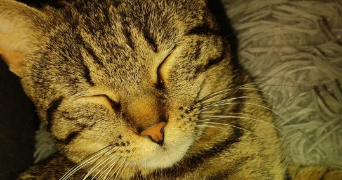 isabelle cat sitter à TOULOUSE 31300_6