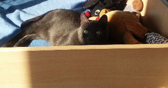 justine pet sitter à CALUIRE ET CUIRE 69300_4