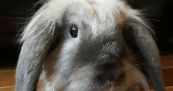 cassandra pet sitter à CROIX 59170_5