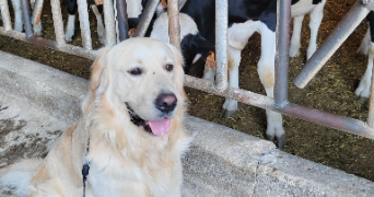 elodie pet sitter à Lachapelle en blaisy  52330_8