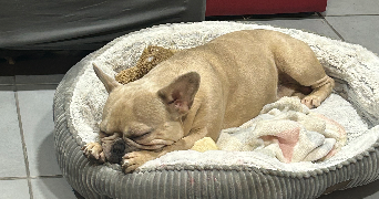 maeva pet sitter à PELISSANNE 13330_4
