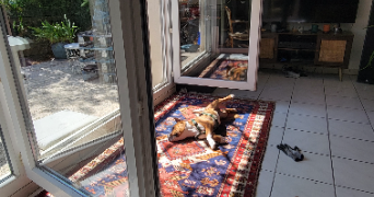 manon pet sitter à MONTPELLIER 34080_1