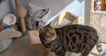 sandra pet sitter à LIMOUX 11300_9