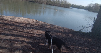 aurore pet sitter à HOENHEIM 67800_1