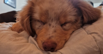 adeline pet sitter à VILLENEUVE LA GARENNE 92390_9
