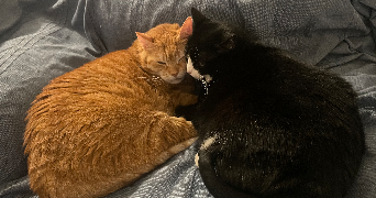 julienne pet sitter à LE BOURGET 93350_0