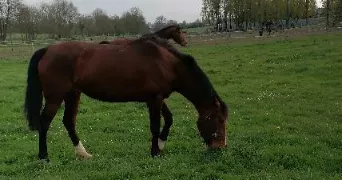 jennifer pet sitter à LE MANS 72000