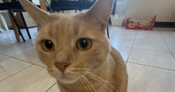 callia pet sitter à WAREMME 4300_2