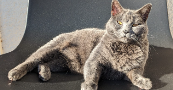 margaux pet sitter à JOUE LES TOURS 37300_2