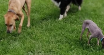 kenza pet sitter à LES ULIS 91940_9