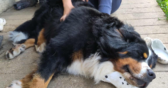 anais pet sitter à DIJON 21000_1