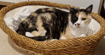 cyrille pet sitter à LUCON 85400_4