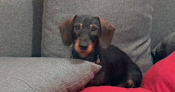 florentine pet sitter à TOURS 37000_1