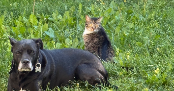 chloe pet sitter à BEAUCHAMP 95250_3