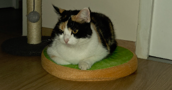 leslie pet sitter à LE VAUDREUIL 27100_2