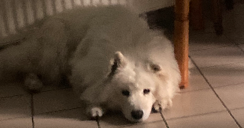 eugenie pet sitter à JOUY SUR EURE 27120_9