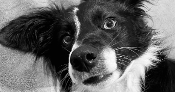 clara dog sitter à BORDEAUX 33200_1