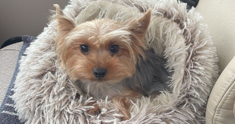 cristina pet sitter à STE COLOMBE SUR GAND 42540_0