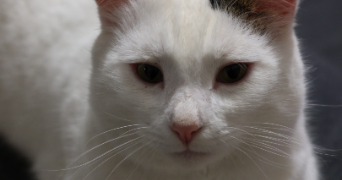 pauline pet sitter à DIVONNE LES BAINS 01220_0