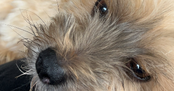 auriane pet sitter à NOYELLE VION 62810_4