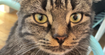 gabrielle pet sitter à VALENCIENNES 59300_4