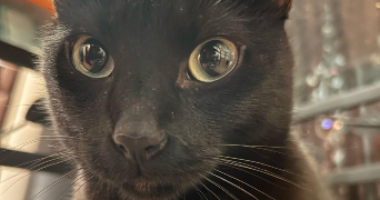 samara pet sitter à ASNIERES SUR SEINE 92600_2