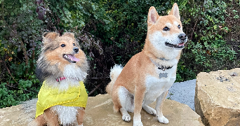 marine pet sitter à HAUCOURT MOULAINE 54860_4
