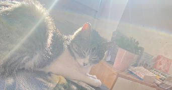 salomé pet sitter à MARSEILLE 01 13001_1