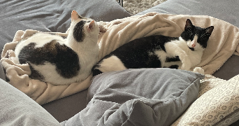 astrid pet sitter à PESSAC 33600_2