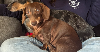 lea pet sitter à MERIGNAC 16200_1