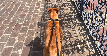 lena pet sitter à AULNAY SOUS BOIS 93600_2