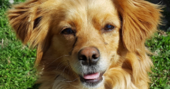 sandrine pet sitter à AGDE 34300_2