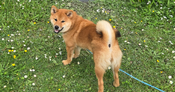 celine pet sitter à VILLERS SUR MER 14640_1