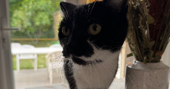 amélie pet sitter à CHANTELOUP LES VIGNES 78570_2
