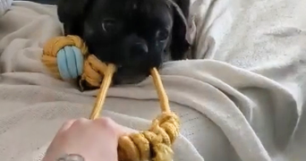 solene pet sitter à PARIS 20 75020_2