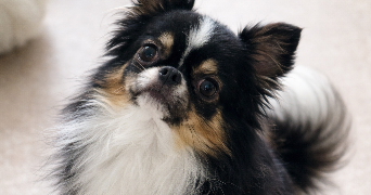 bastien pet sitter à Évette-Salbert 90350_2