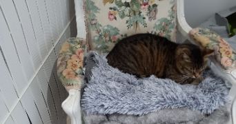 celine pet sitter à LANGEAIS 37130_8