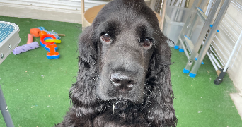 manon dog sitter à Lille 59800_5