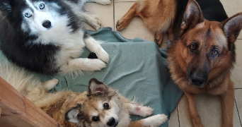 Lauriane pet sitter à NANTES 44300_4