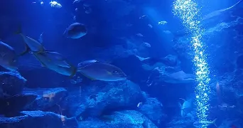 steven  pet sitter à Pithiviers 45300