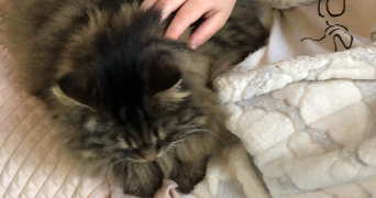 fleur pet sitter à NANCY 54000_5
