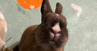 emilie pet sitter à MARSANNAY LA COTE 21160_2