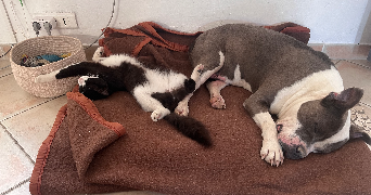 lea pet sitter à BOLLENE 84500_1