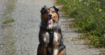clémence pet sitter à MEAUX 77100_1