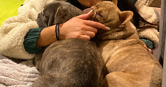 clara pet sitter à ST FARGEAU PONTHIERRY 77310_9